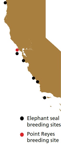 Map of all seven elephant seal breeding sites in California, with Point Reyes highlighted in red