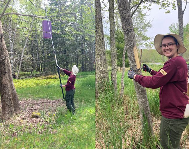 EAB Monitoring 2024 NPS staff hang purple prism trap and girdle trees to monitor for EAB
