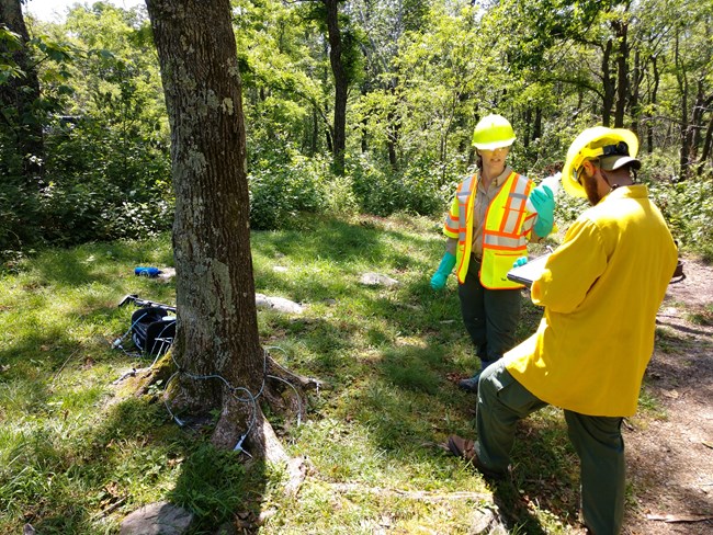EAB suppression on ash trees using the Tree IV method. EAB suppression on ash trees using the Tree IV method.