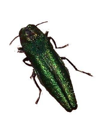 Emerald ash borer Long metallic green beetle
