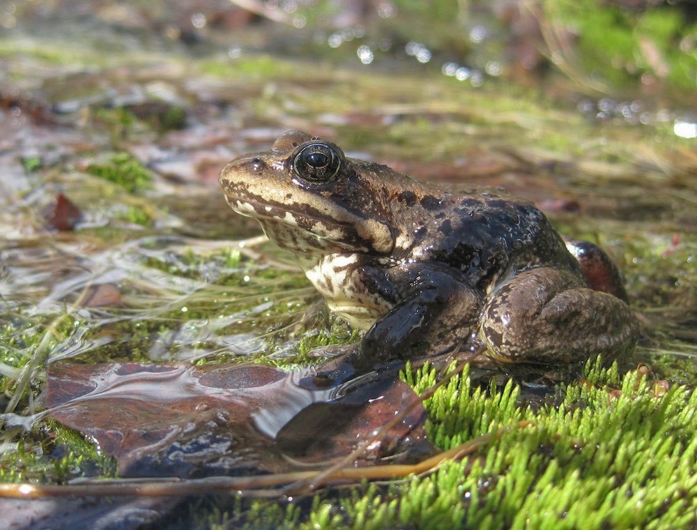 Cascades frog Close-up of a brown and tan Cascades frog on green foliage in a shallow waterbody.