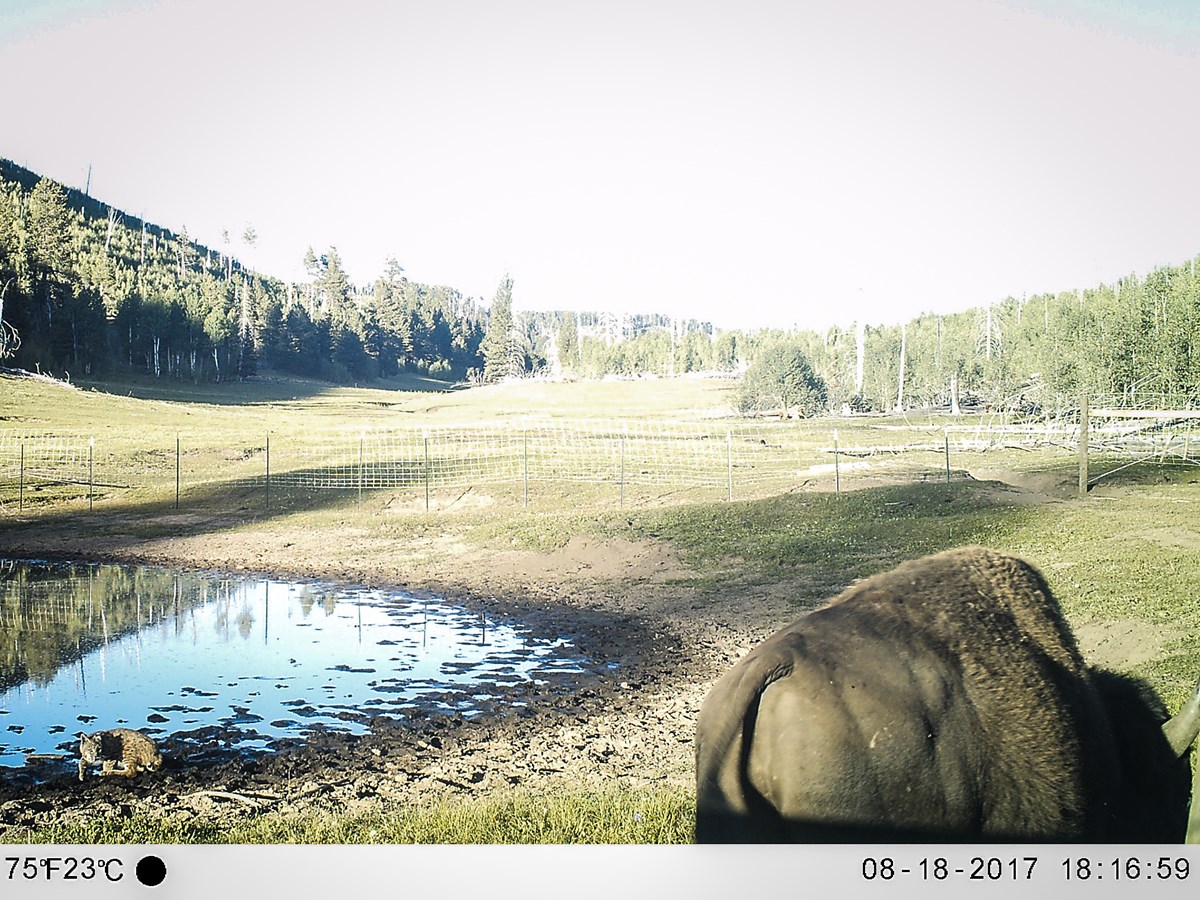 Interaction between a bobcat and bison at a water source on the North Rim of Grand Canyon National park. A bobcat crouches and watches bison at a muddied water source in a grassy meadow.