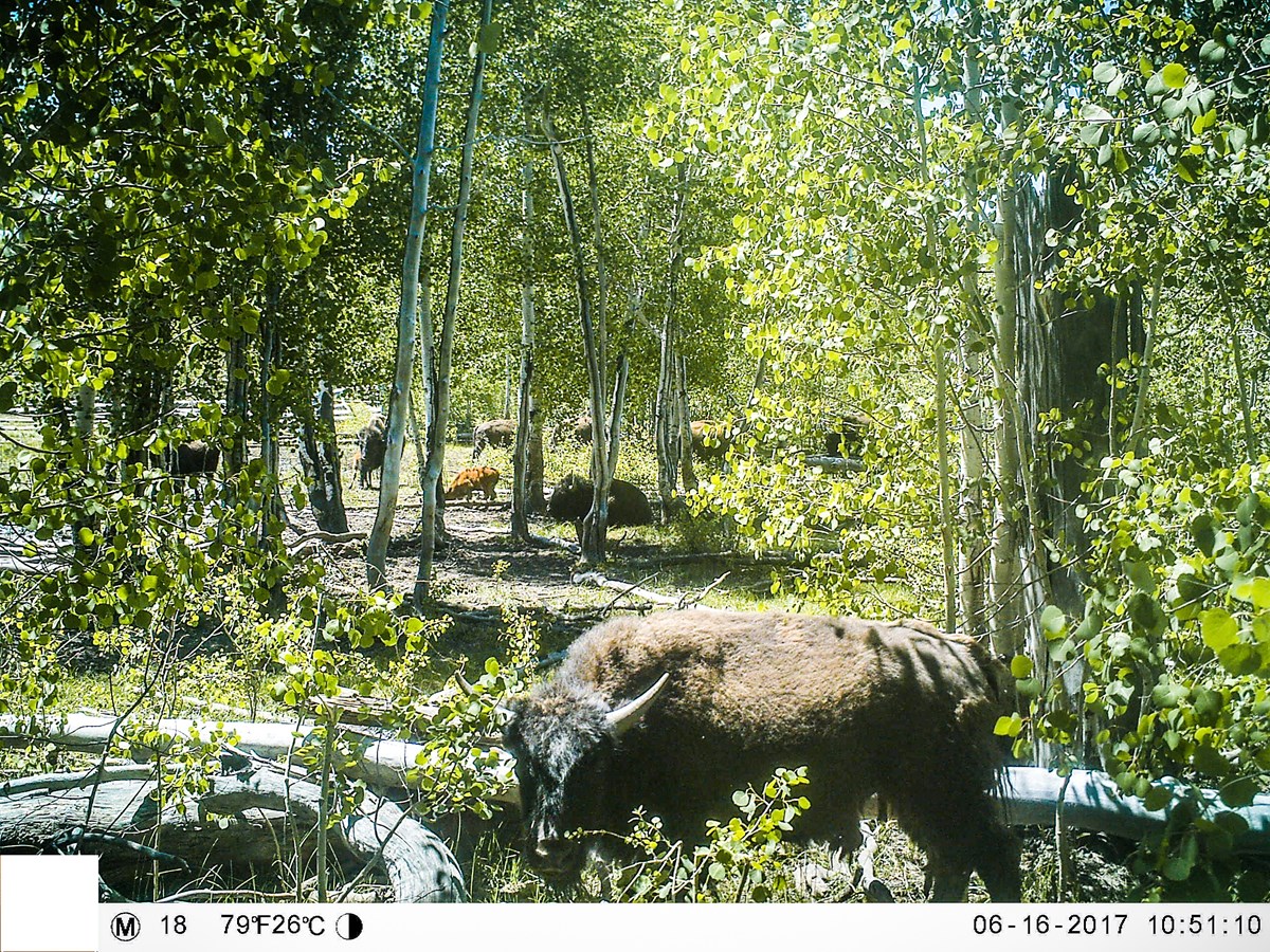 Herd of bison grazing through a dense green forest. Herd of bison grazing through a lush, green forest full of aspen trees and downed logs.