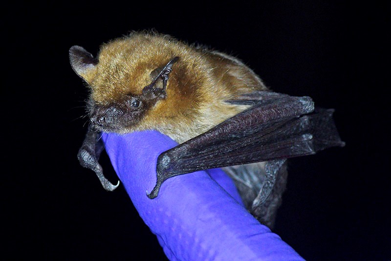 Bat being held by gloved fingers