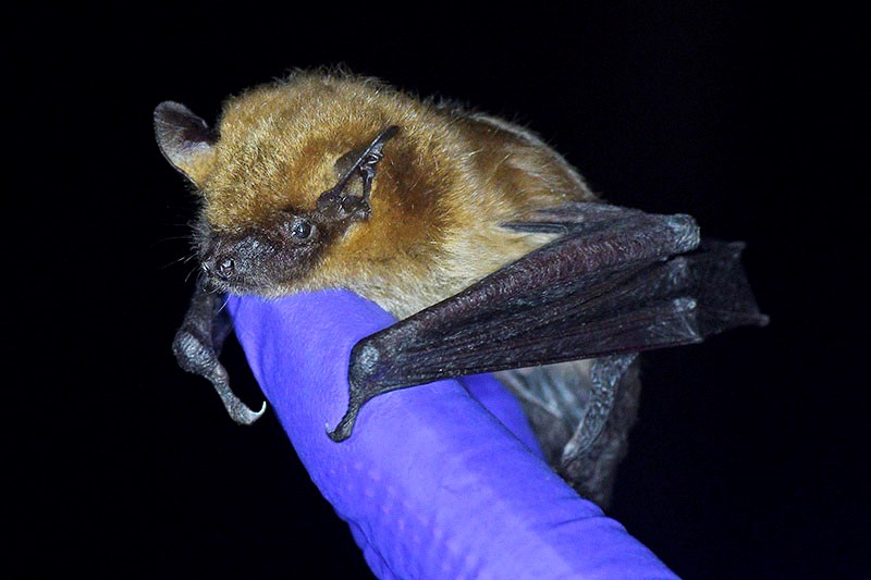 Big brown bat captured for white nose syndrome testing Bat being held by gloved fingers