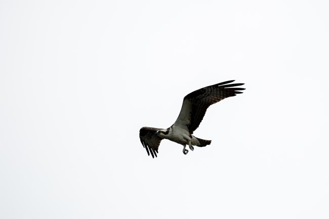 osprey flying in the sky