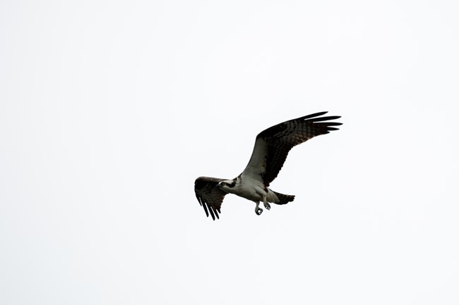 Osprey Flying osprey flying in the sky