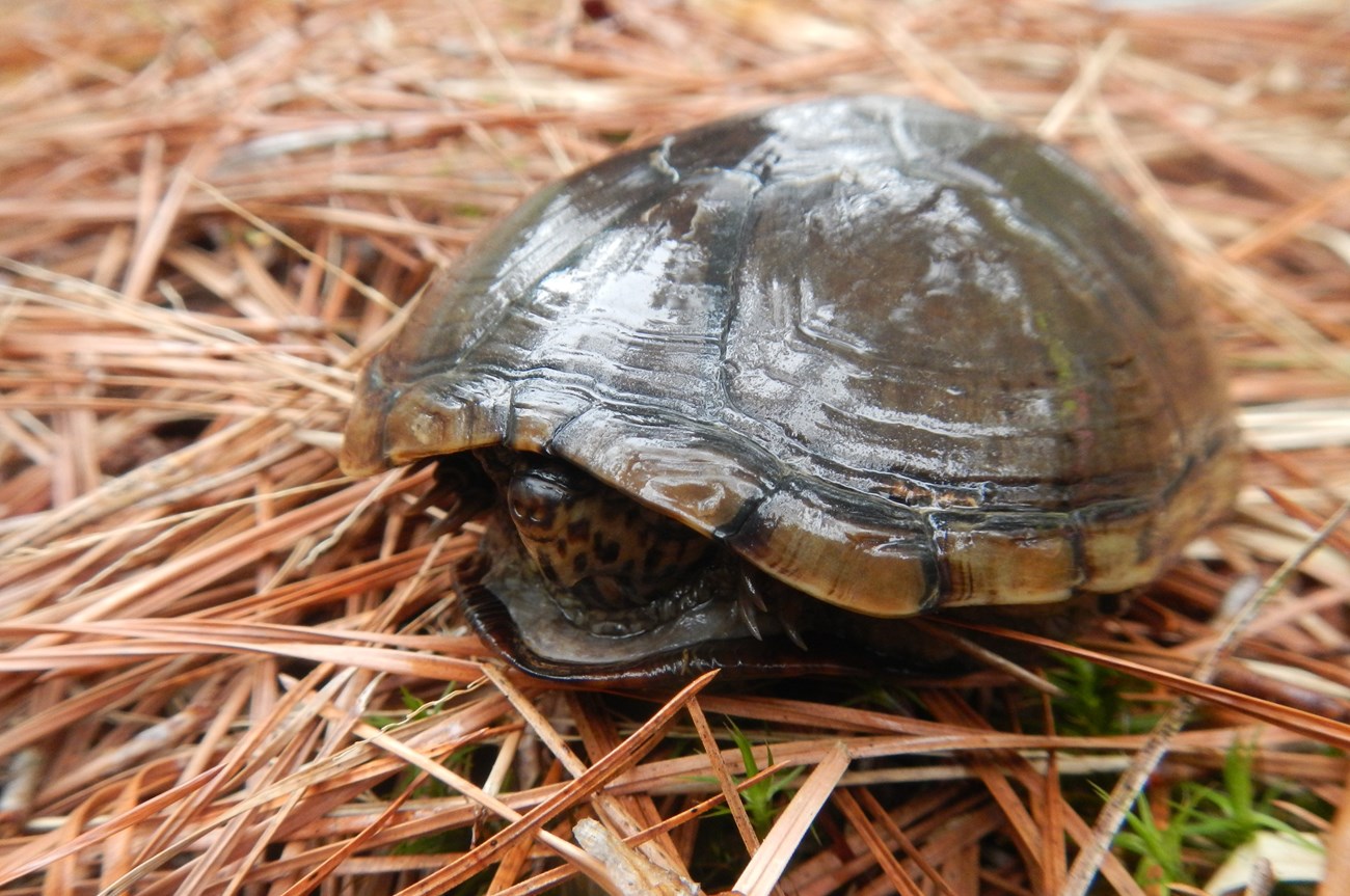 A small turtle hides in its shell while on a bed of pine needles