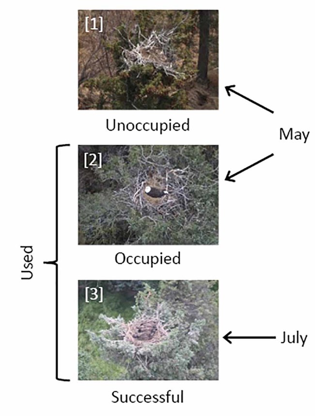 EagleFig1new Figure showing eagle nest occupancy.