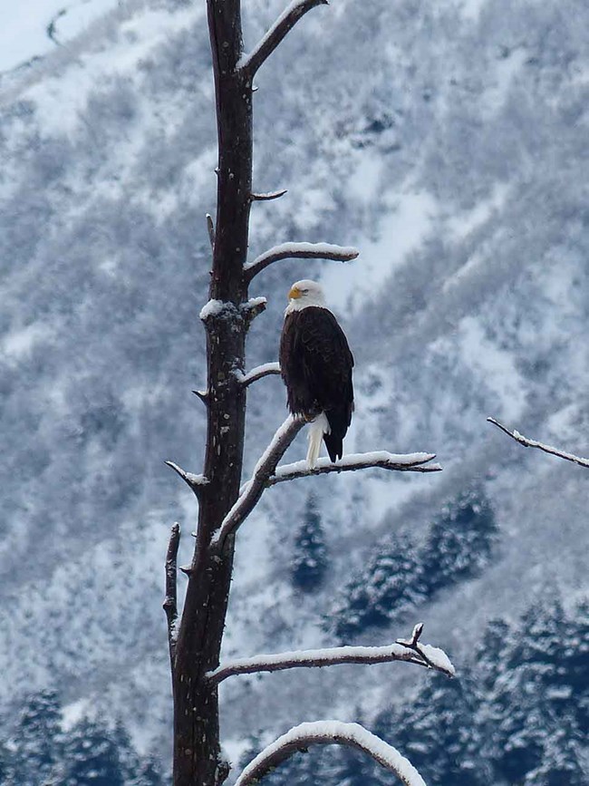 A bald eagle in a wintery landscape.