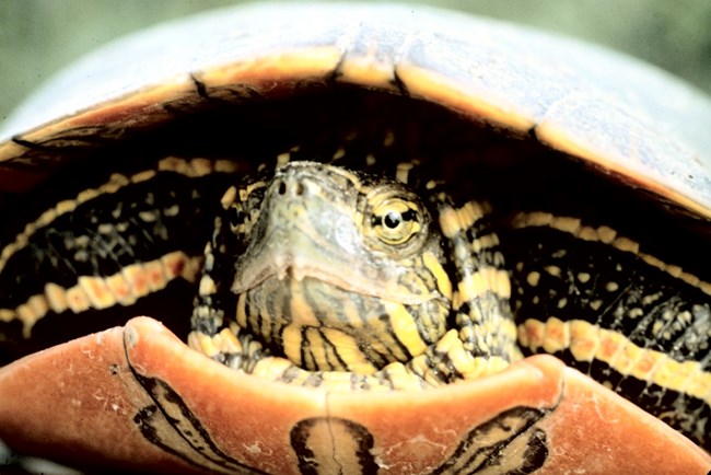 Eastern Painted Turtle close up of a turtle with red stripes across its head