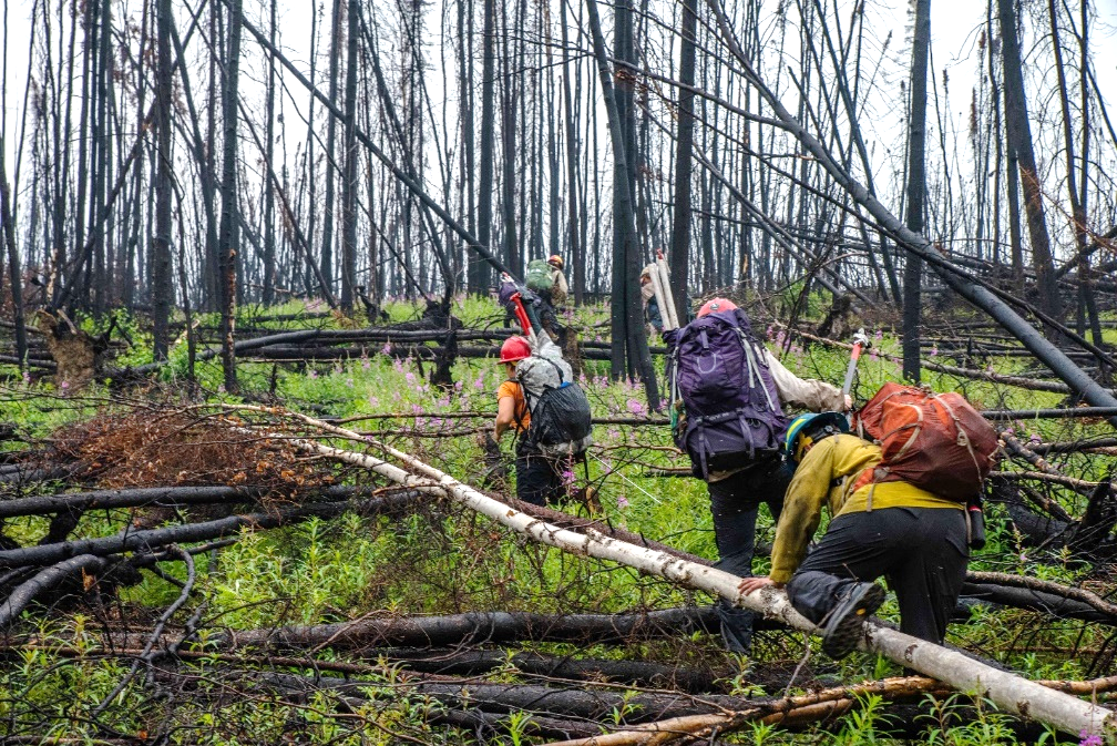 Ecologists in field A group of ecologists hike over downed trees and through tall brush.