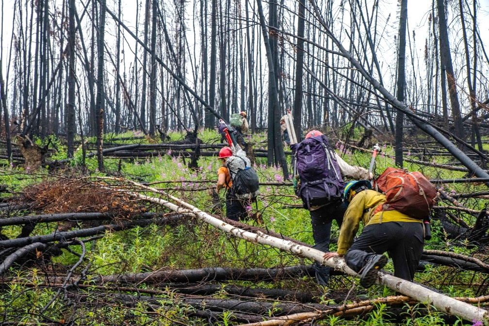 A group of ecologists hike over downed trees and through tall brush.