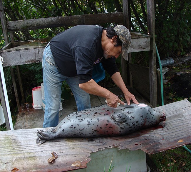 A person cuts into the belly of a harbor seal