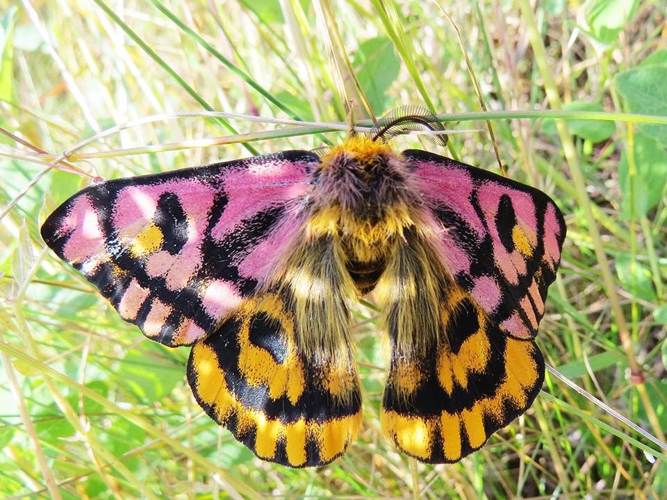 Purple, orange, and black moth in the grass