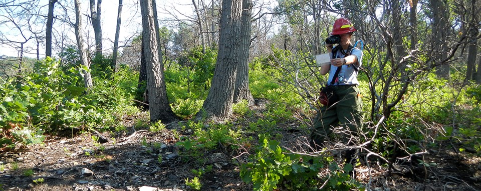 A woman holds a small sign in a regrowing forest and takes a photo.