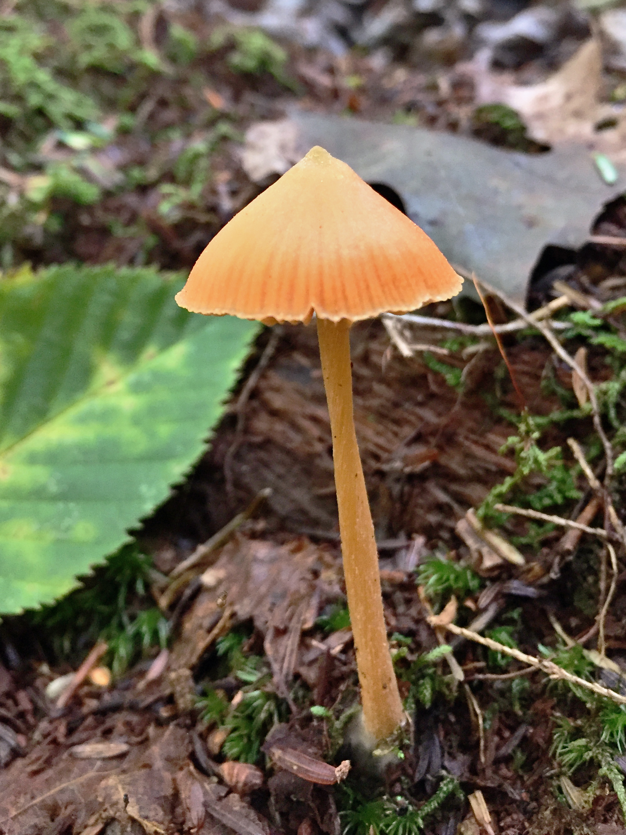 So Many Mushrooms! (U.S. National Park Service)