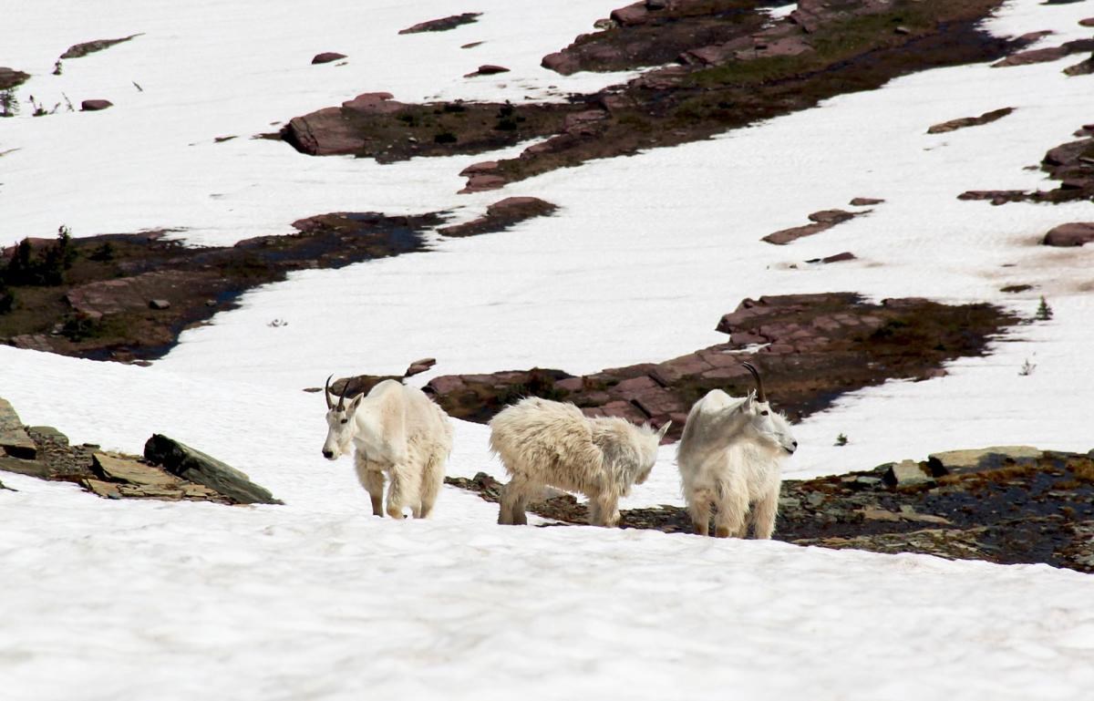 Three goats close together in a large, rocky, and snowy landscape