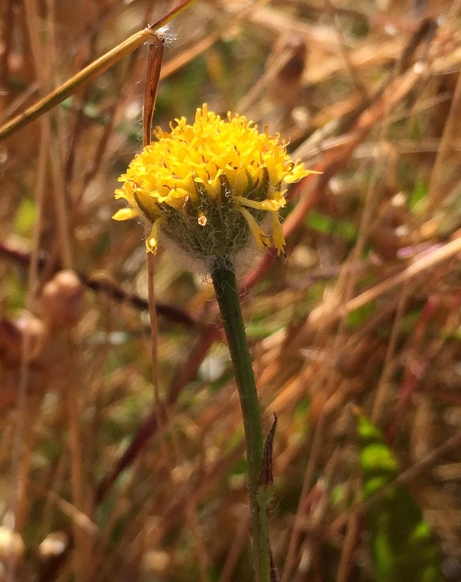 Supple daisy (Erigeron supplex) Small, rounded yellow flowerhead