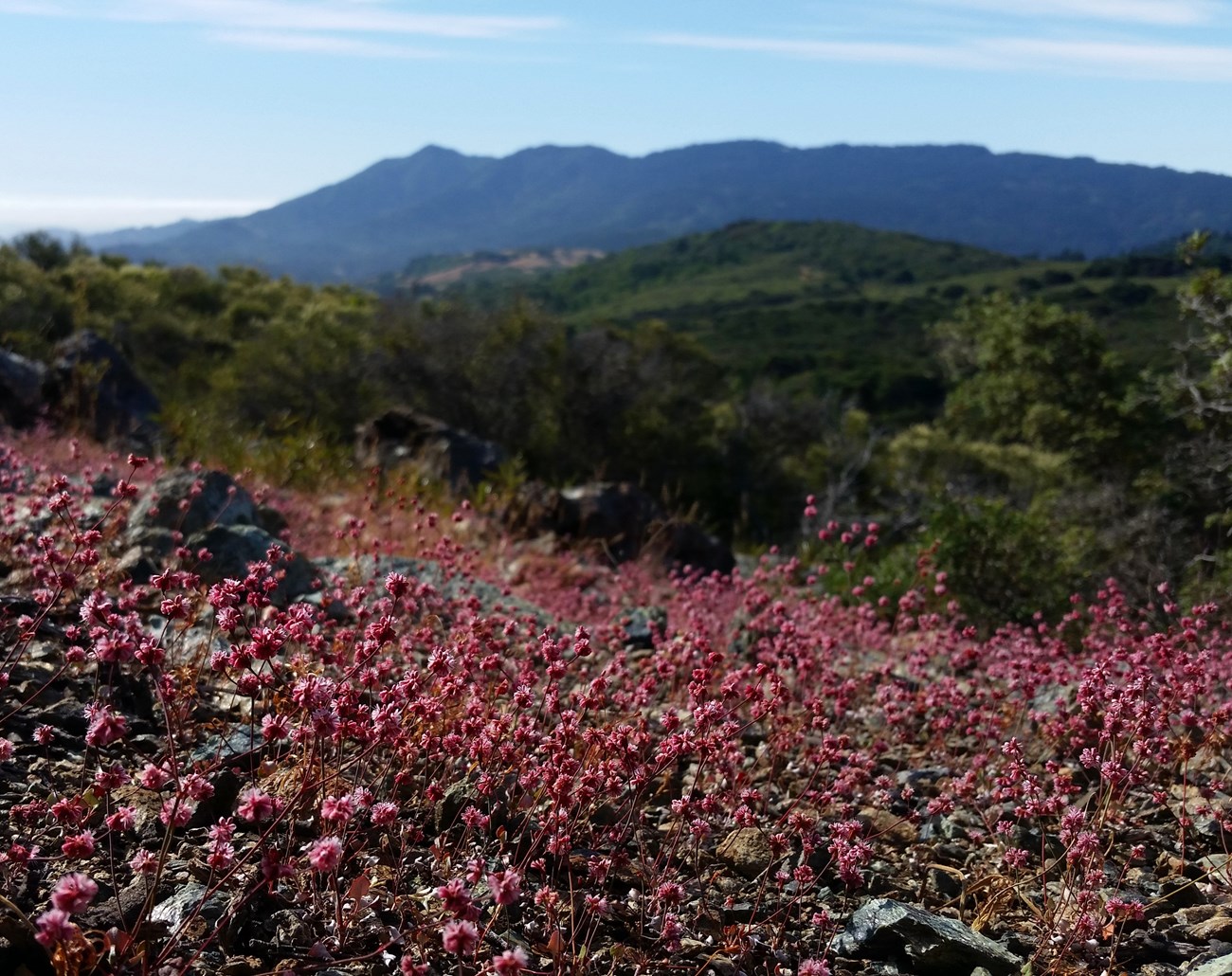 A sea of pink flowers over a rocky serpentine barren, with a view of mountains beyond.