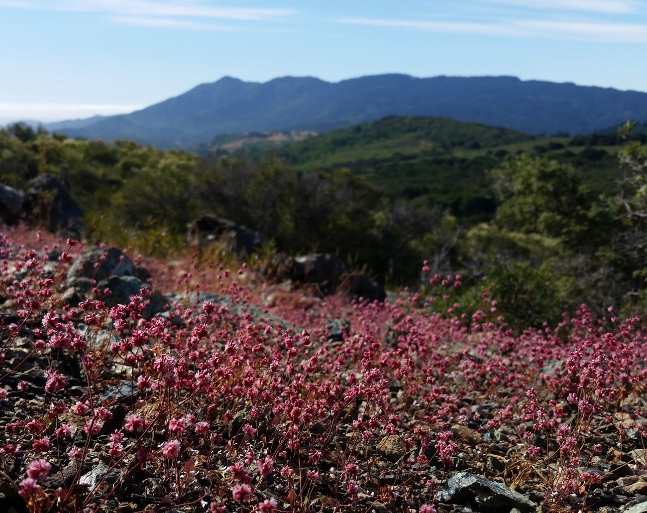 Tiburon buckwheat A sea of pink flowers over a rocky serpentine barren, with a view of mountains beyond.