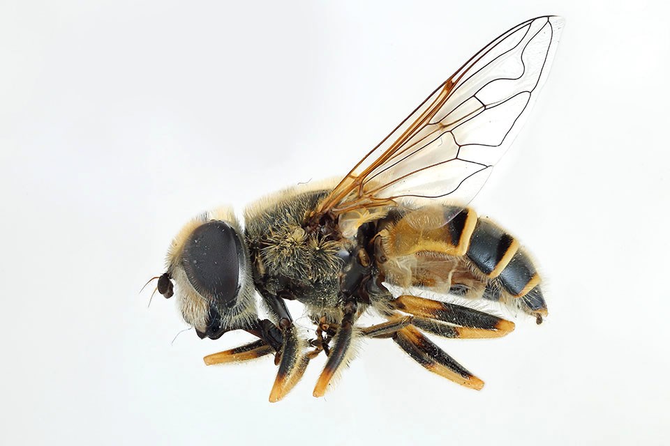 Side view of a flower fly specimen that looks like a bee