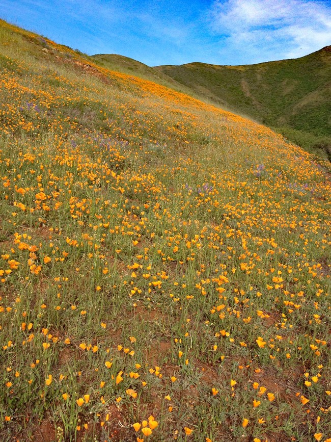 Superbloom of California poppies Hillside covered in bright orange flowers