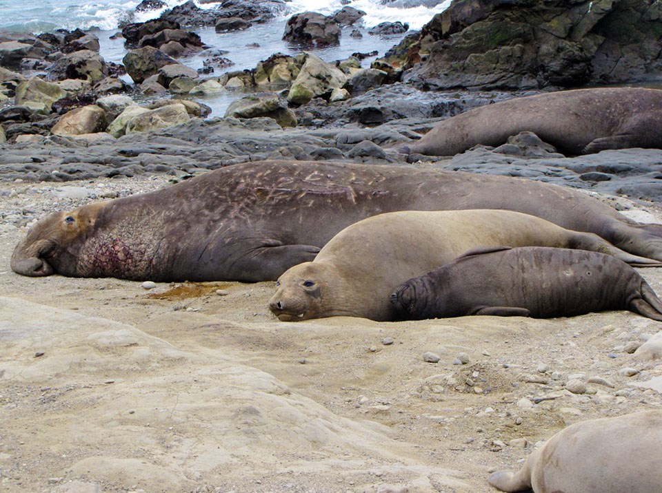 Three elephant seals of different sizes lying on a beach