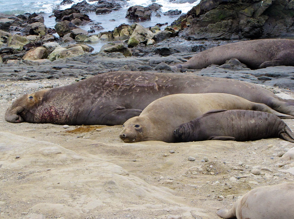 Elephant seals Three elephant seals of different sizes lying on a beach