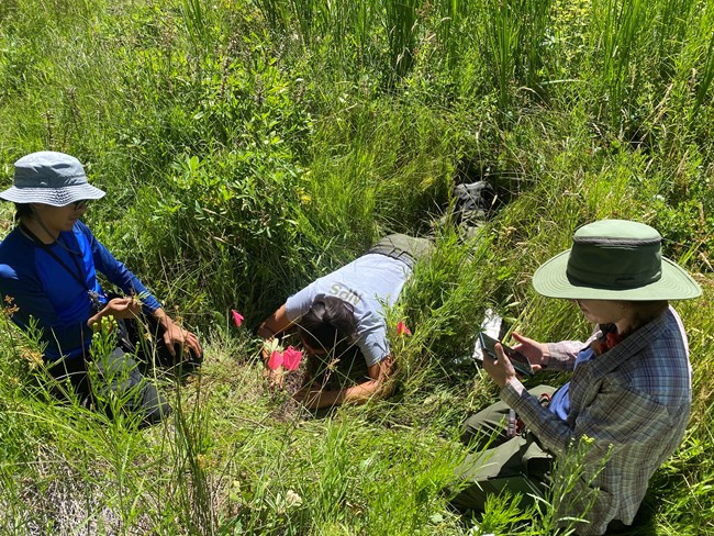 Three researchers close to the ground surveying vegetation in a meadow. Red flags are in the ground.