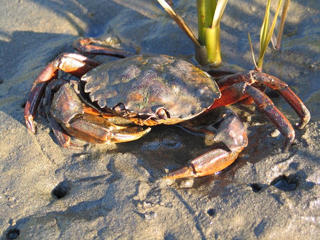 An orange, brown, and red crab in the mud