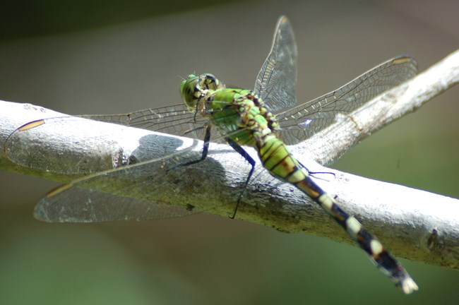 Everglades National Park - NPS A green dragonfly waits on a twig.