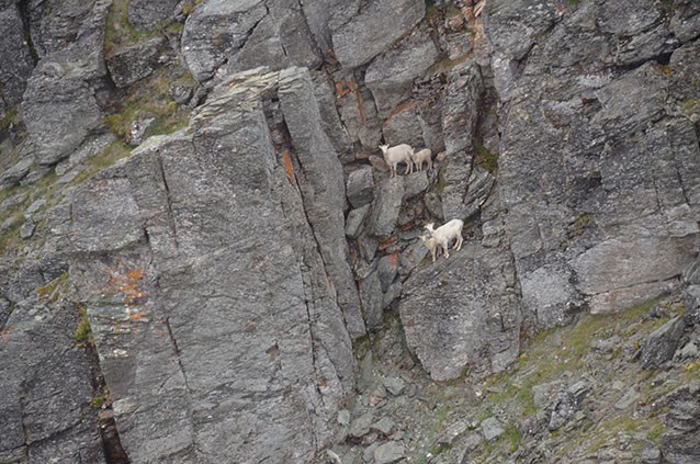 several white female sheep and lambs standing on a large boulder