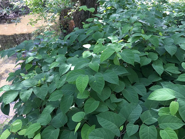 Dense stand of Japanese knotweed beside a creek