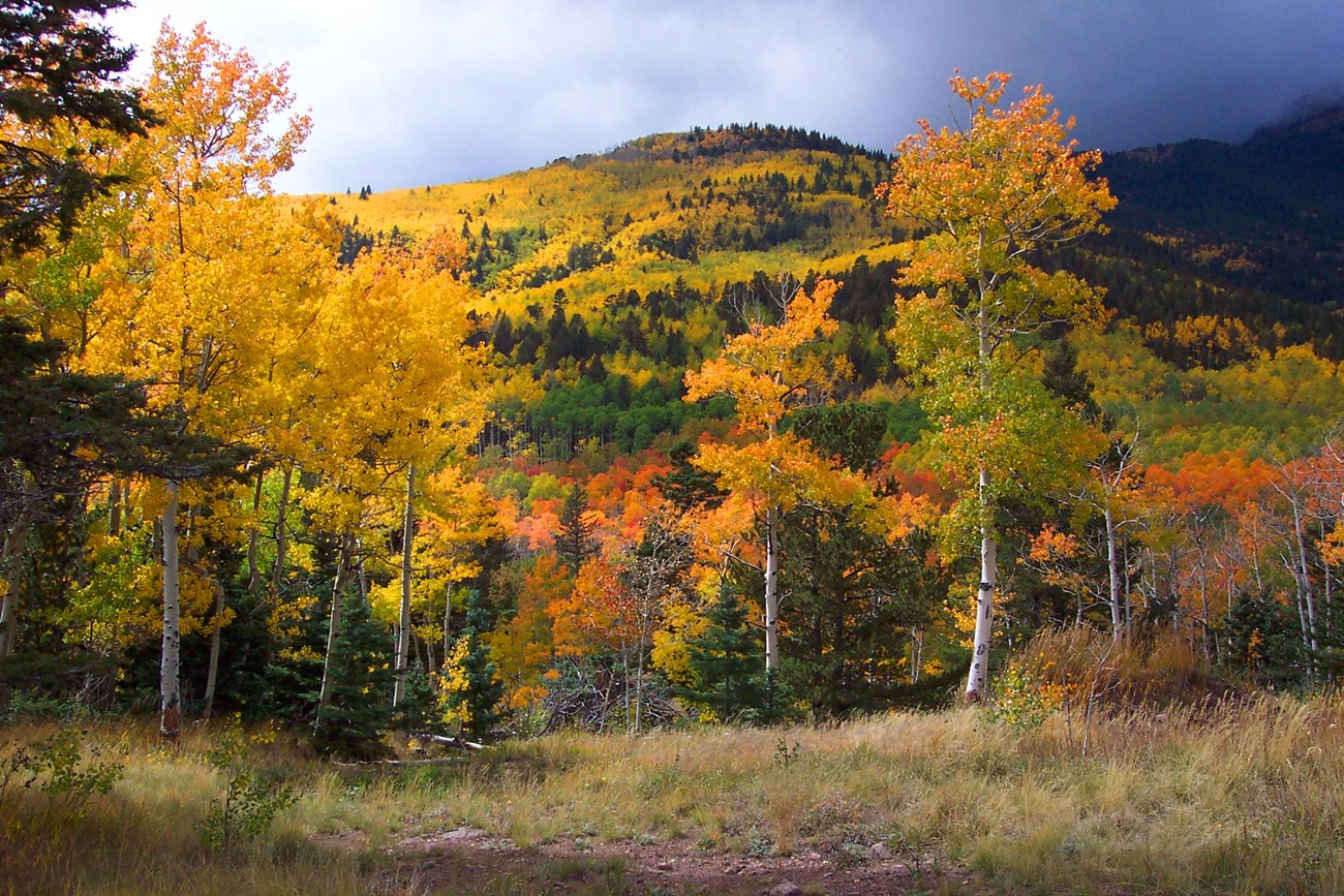 Mountainside covered in fall foliage.