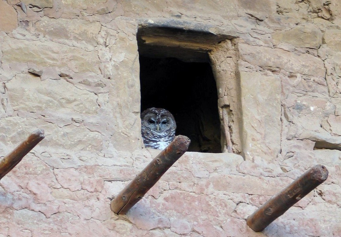 Mexican spotted owl The head and shoulders of an owl are visible in the opening of a historic structure.