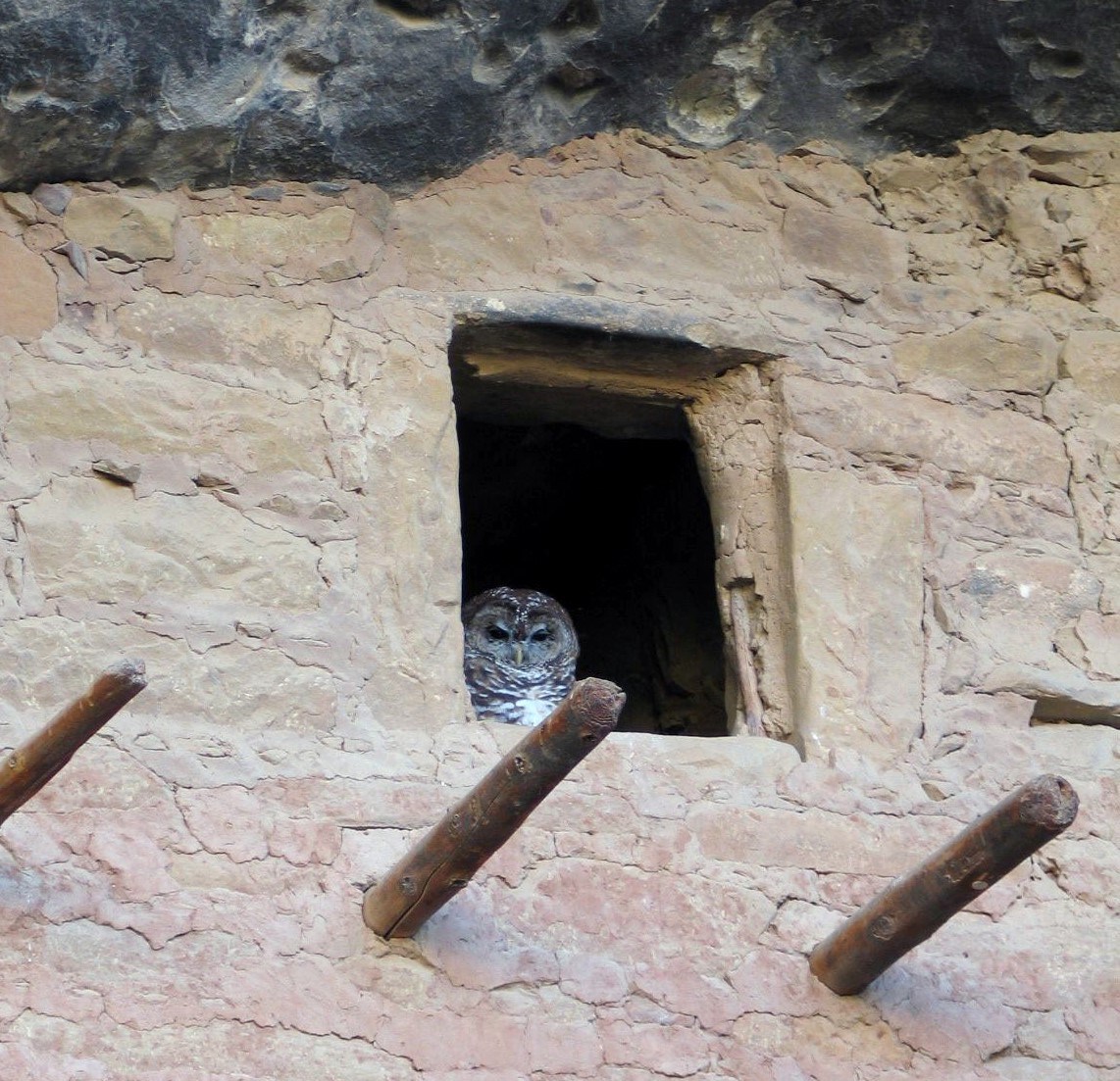 Mexican spotted owl The head and shoulders of an owl are visible in the opening of a historic structure.