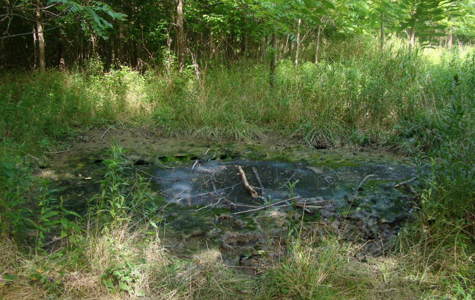 FIG 1 - BIG BONE LICK wet area in a meadow
