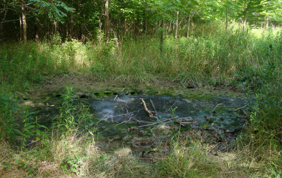 wet area in a meadow