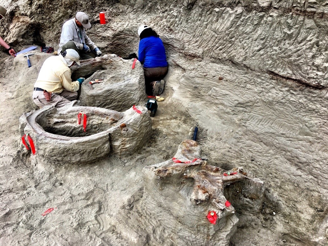fossil dig site with 3 people working
