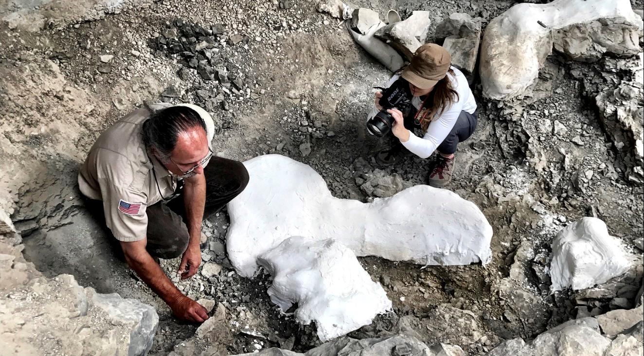 two people working to prepare a fossil for transportation in a plaster "jacket"