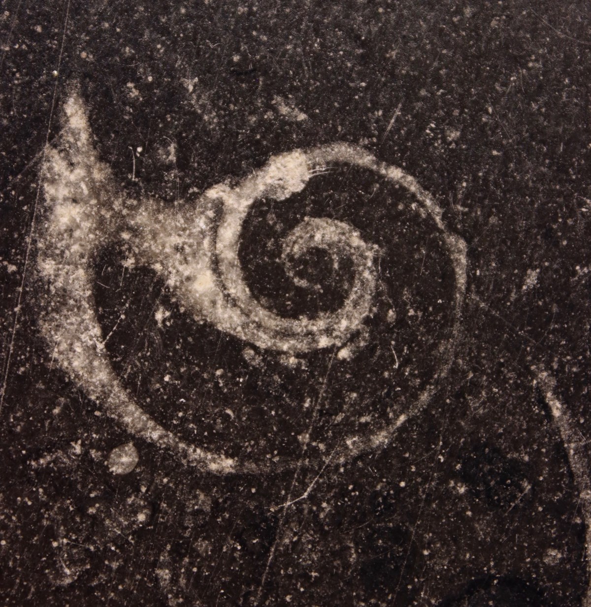 stone surface with fossil snail