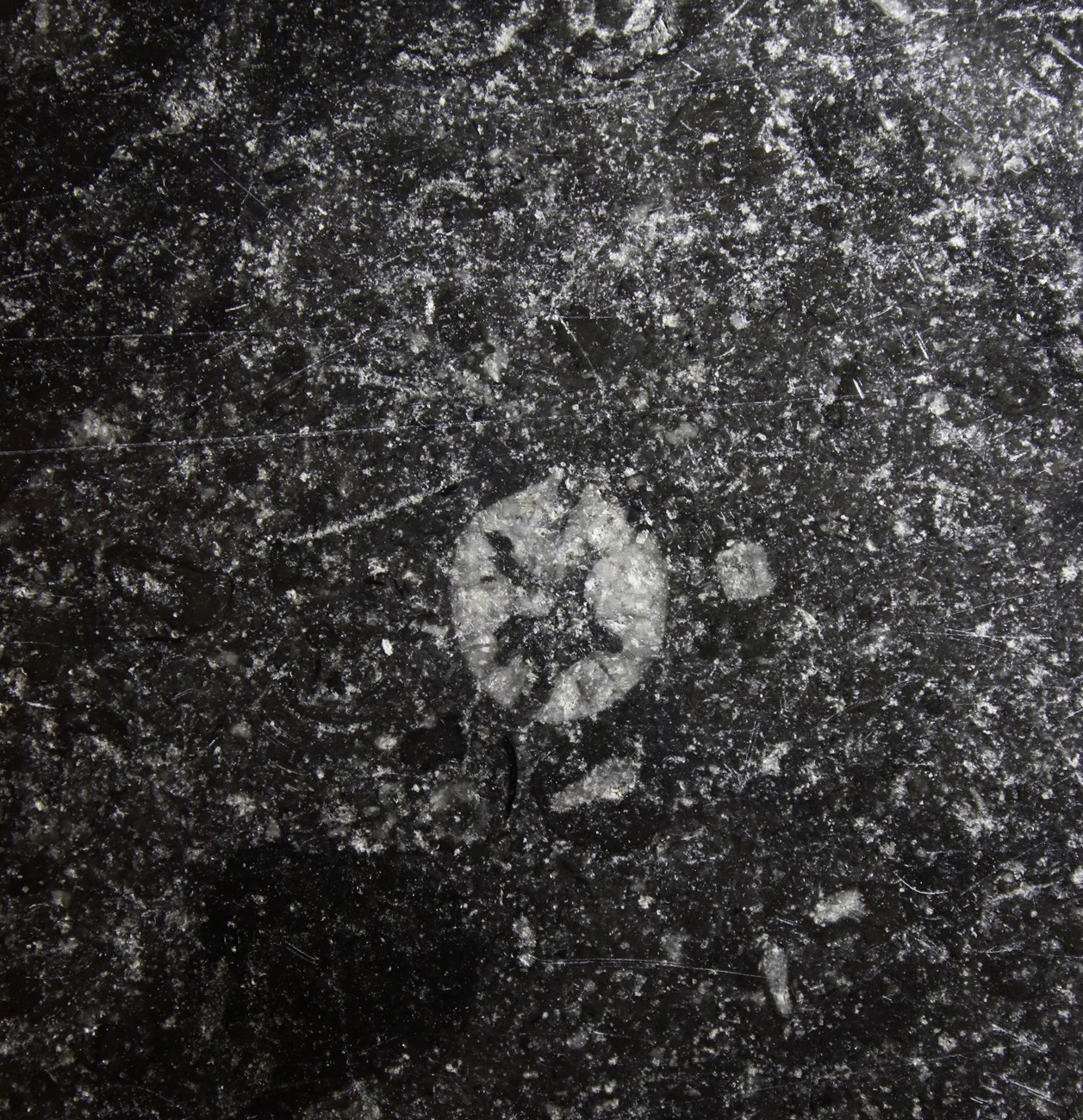 Crinoid stems are small columnar pieces with star-shaped holes
