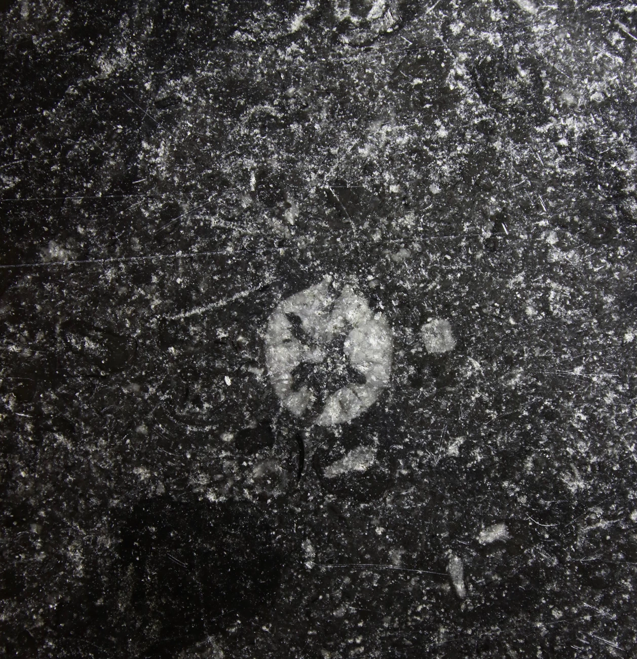FIGURE 5 - crinoidstar Crinoid stems are small columnar pieces with star-shaped holes
