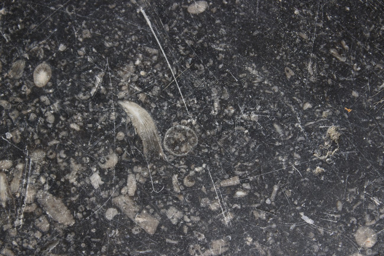 fossils in stone floor tile