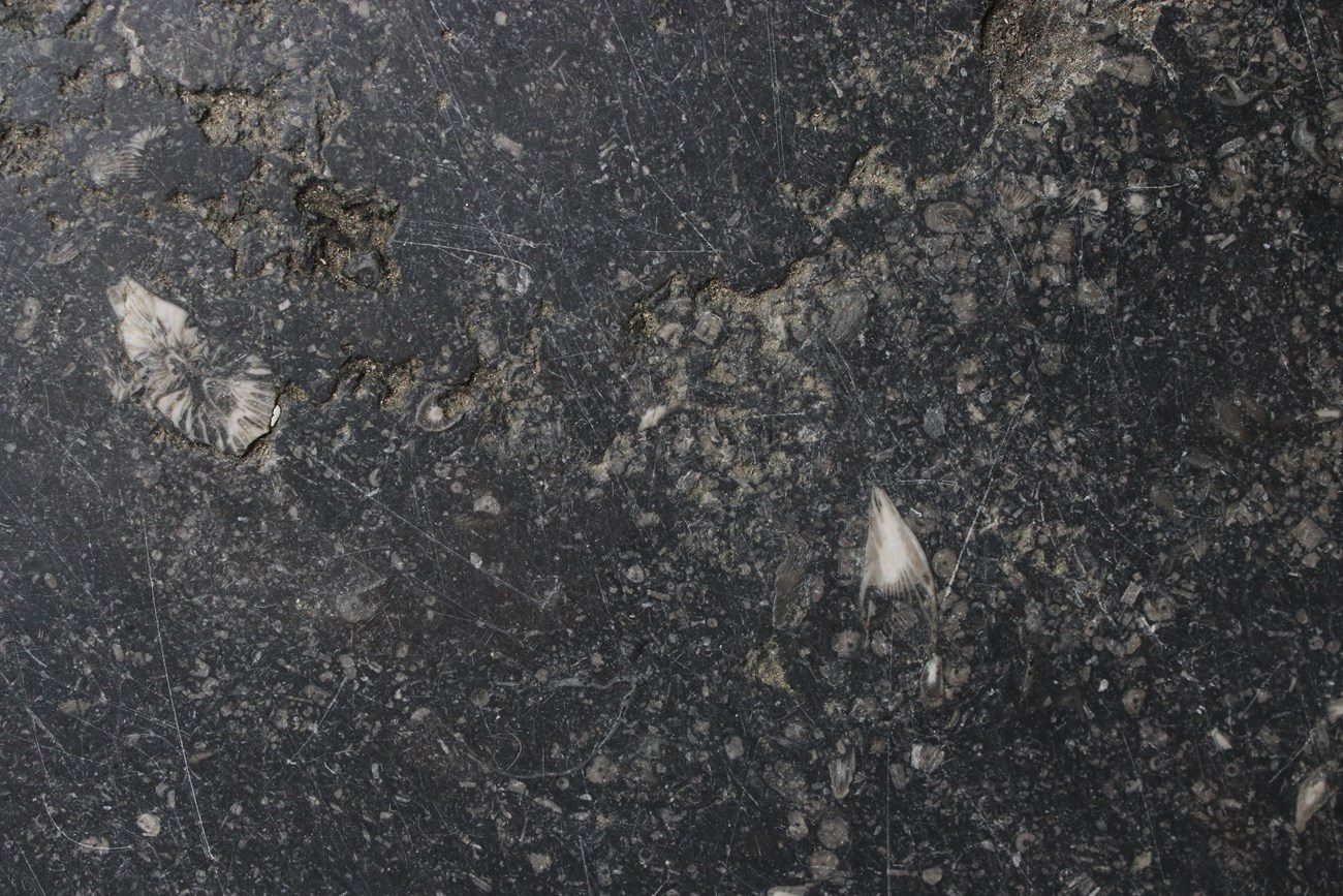 fossils in stone floor tile