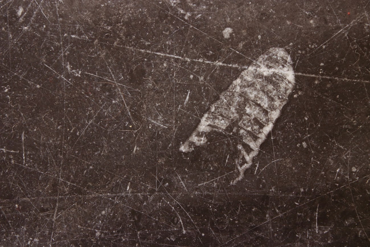 fossils in stone floor tile