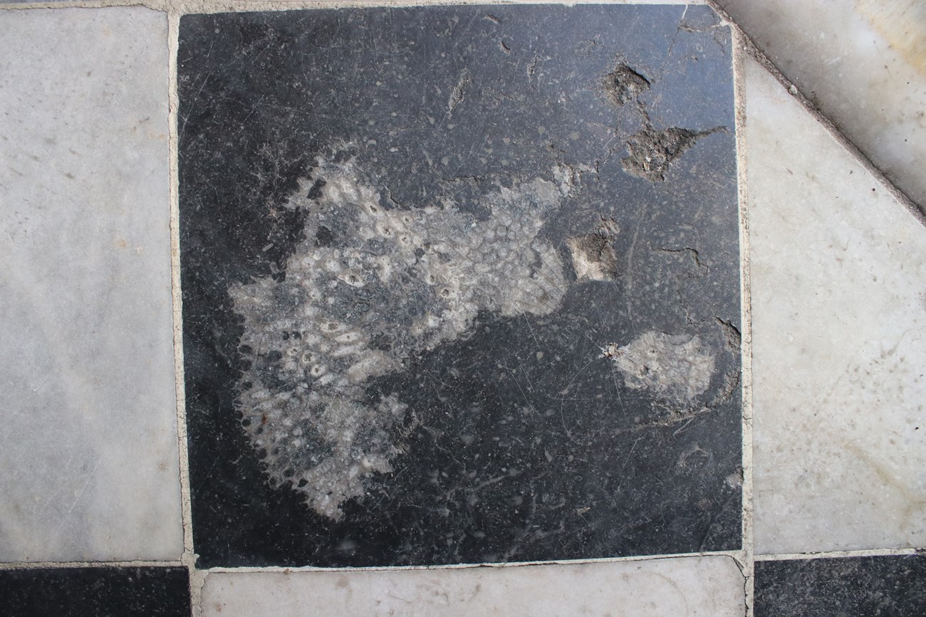 fossils in stone floor tile