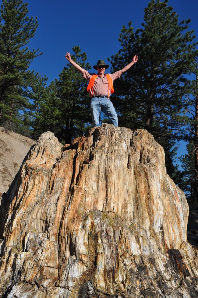 Herb standing on a giant petrified stump