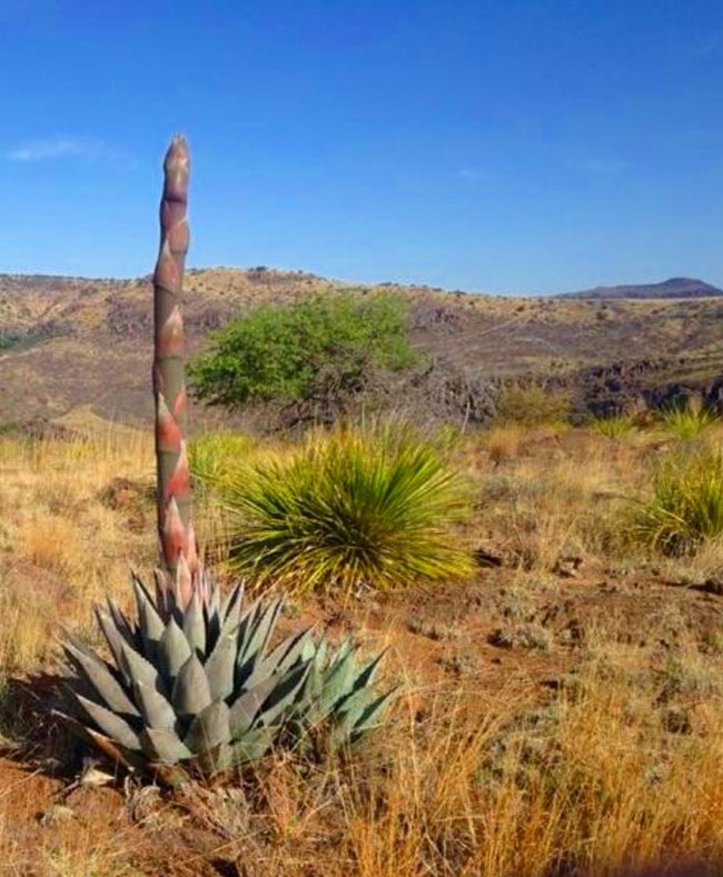 agave plant and arid landscape